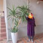 Palma yukka ofisniy gul 500ming