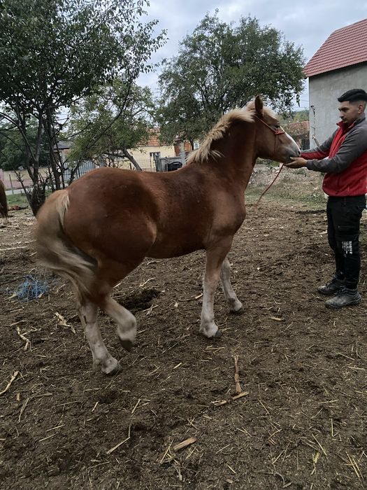 Manza de 11 luni