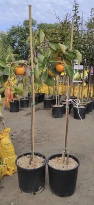 Kaki La Ghiveci (Diferite Soiuri )