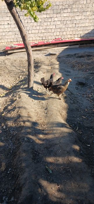 Домашний Товуклар