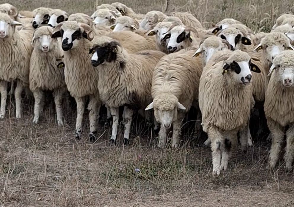 Vând  mieluțe  2025