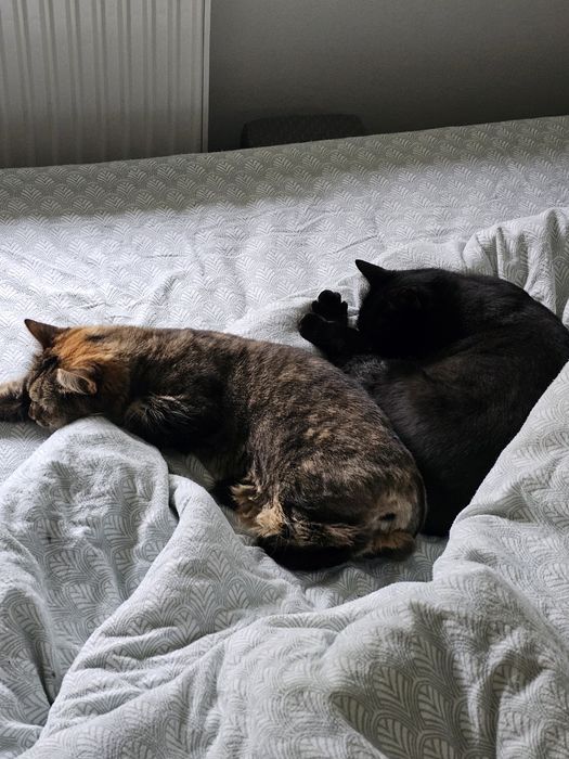 Pisici prietenoase de donat