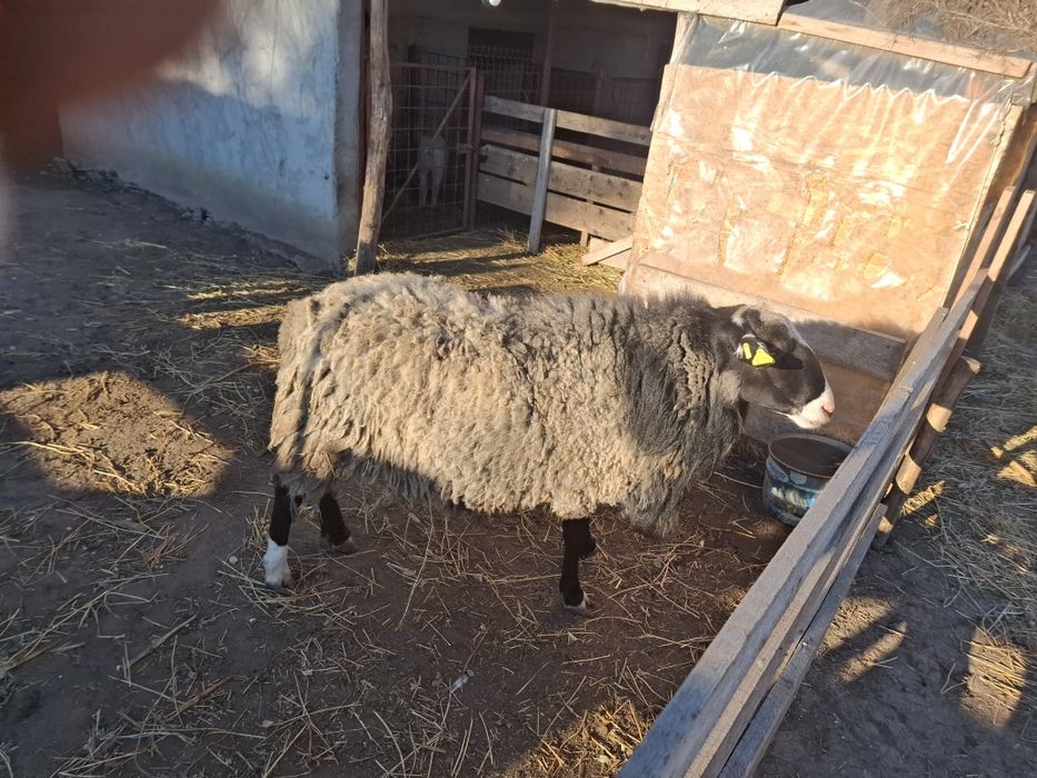 Vând berbec romanov sau schimb cu berbec merinos de palas