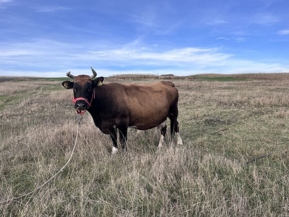 Vând Vacă  de 7 ani