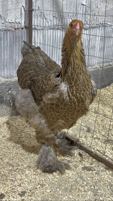 Pereche brahma potarnichiu albastru