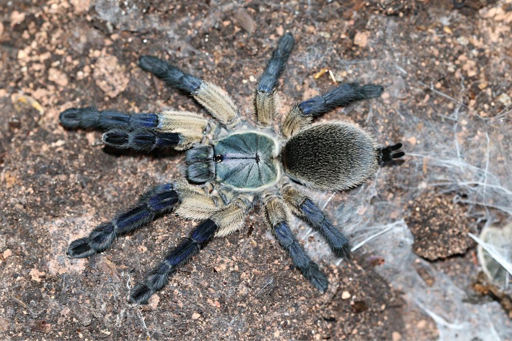 Продам Monocentropus balfouri