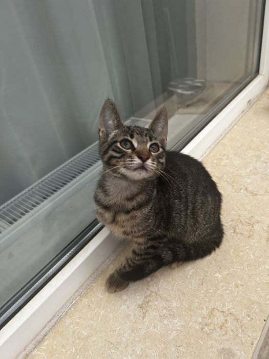Adoptie pisoi 4 luni