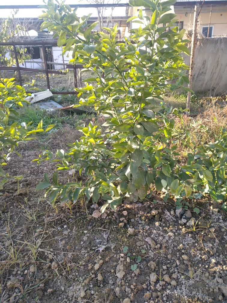 Limon ko‘chati bor. 4yillik ko‘chatlar 25 donadan oshiq ko‘chat.
