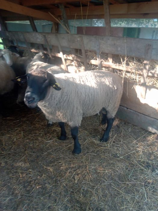 Berbec Suffolk de vânzare