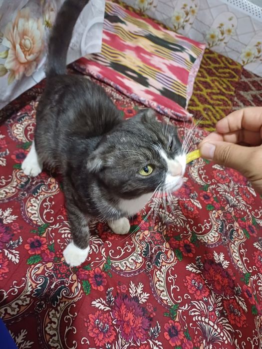 Mushuk scottish toshkenli mushu