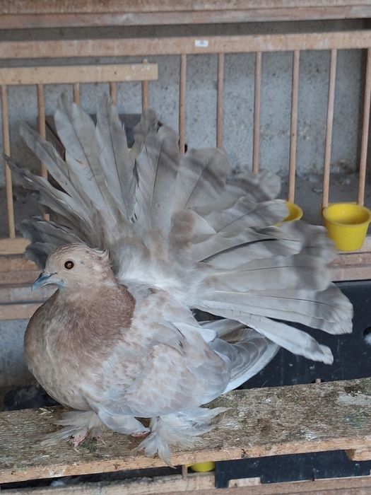 Indieni Voltați indieni