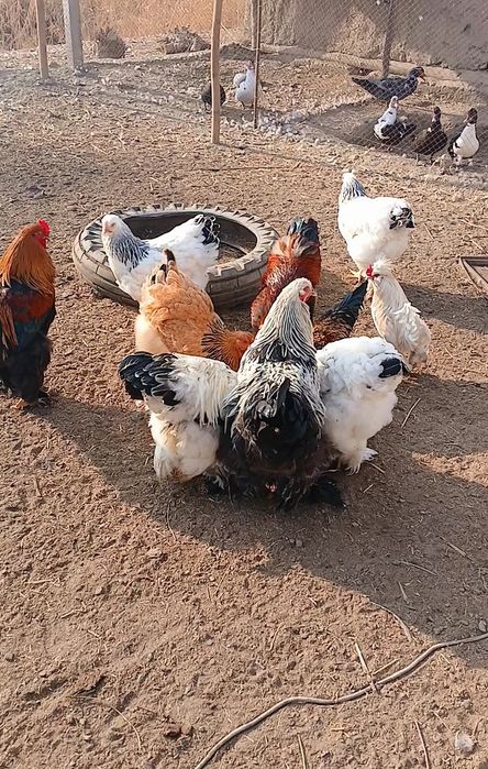 Брама товук хурозлар сотилади