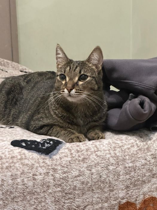 Отдам кота в добрые руки бесплатно