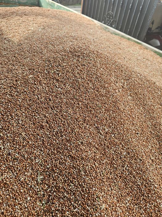 Vând sorg 2025 alb și rosu