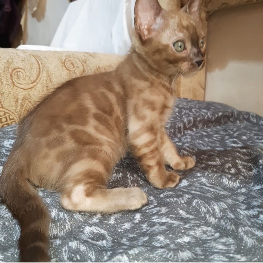 Бенгальские котята