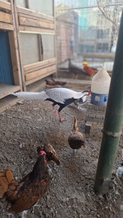 Fazani argintii 1+3-4