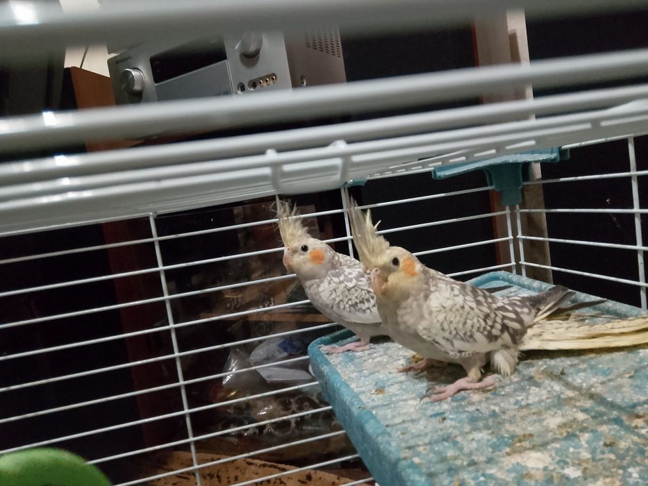 Папагали корела с клетка