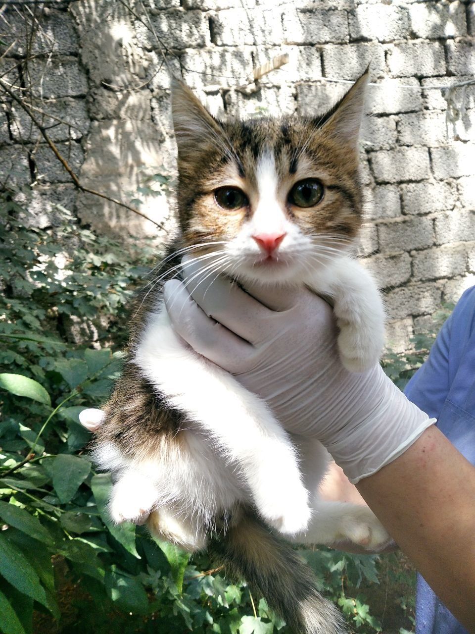 Котятки даром в хорошие руки