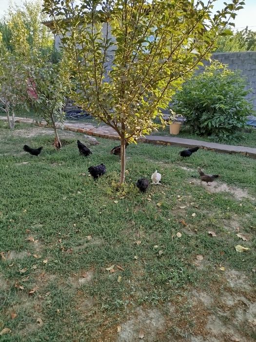 Японские куры несушки
