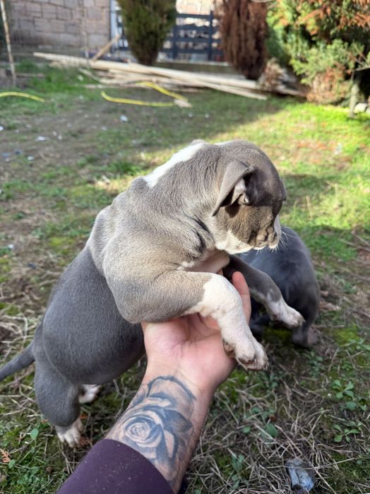 Американско були