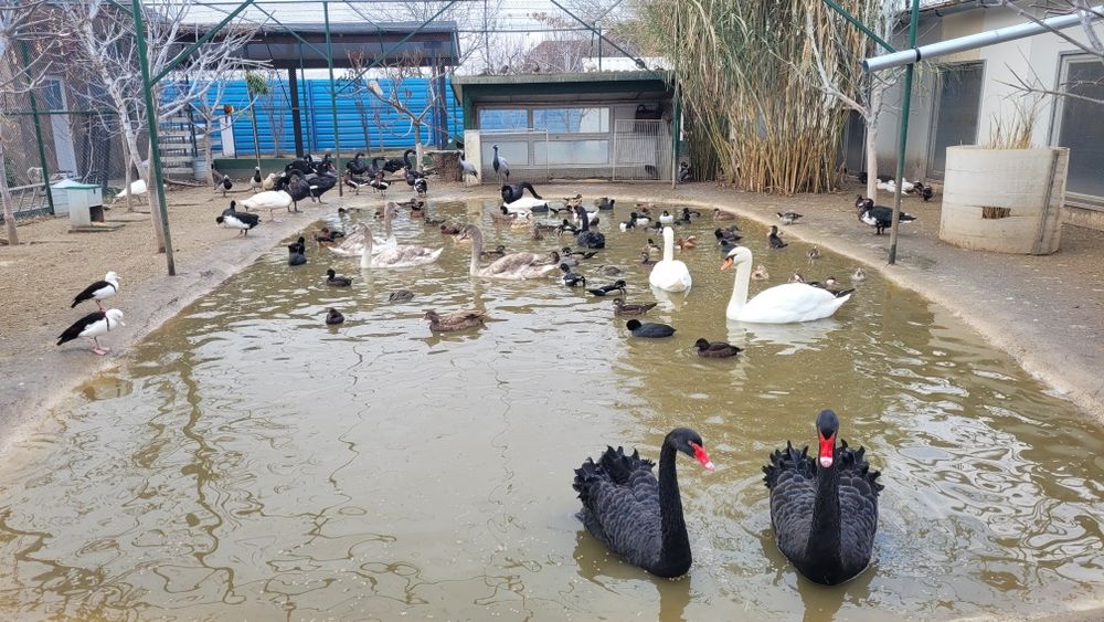 Vand lebede negre