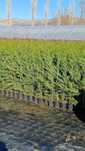 chiparos leyladi ideal pt gard viu inaltime120-130 cm