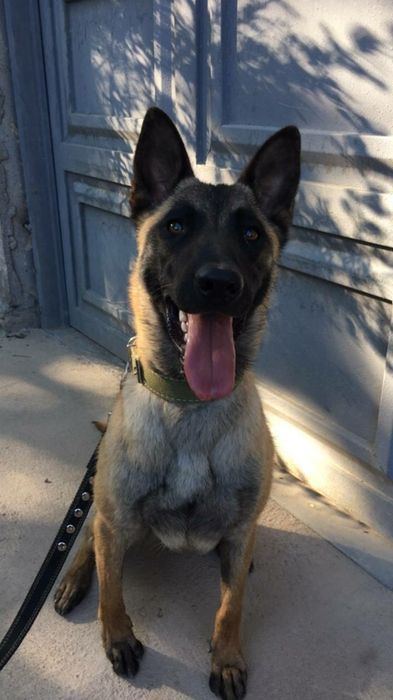 Щенки Бельгийской овчарки малинуа