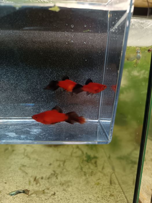 Guppy și Platy direct de la crescător