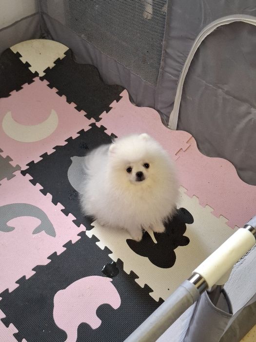 Pui Pomeranian mascul