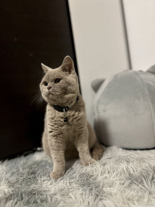 Pisoi British-Shorthair Cappucino