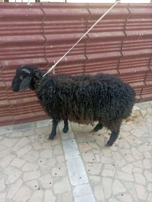 Qoʻchqorcha sotiladi