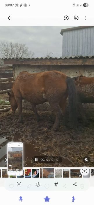 Продам лошадь с откорма