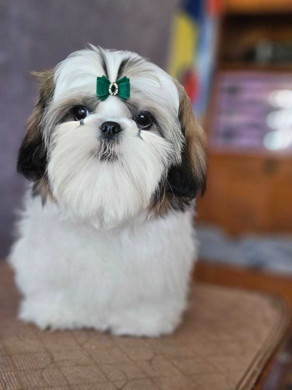 Shih Tzu băiat 7 luni