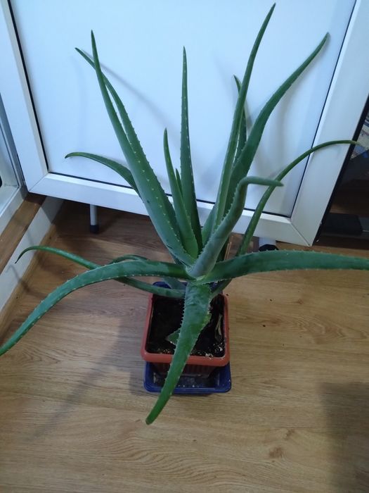 Ananas, aloe Vera la ghiveci, înălțime 60 cm