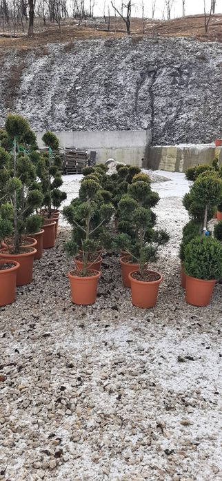 Gazon plante ornamentale sistem de irigat