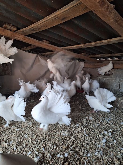 Porumbei voltati albi