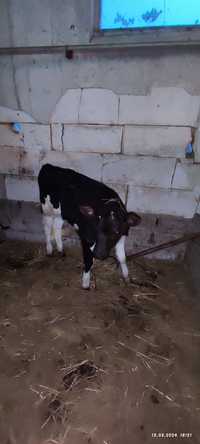 Vând viței rasa Holstein