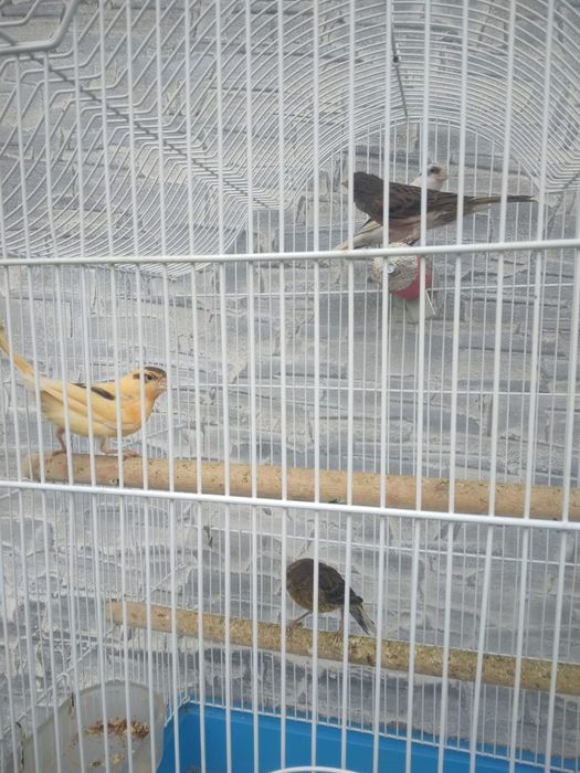 Vând canari timbrado