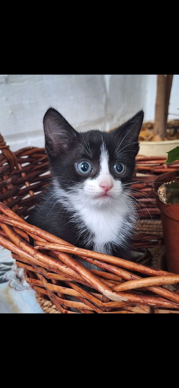 Бесплатно котик!