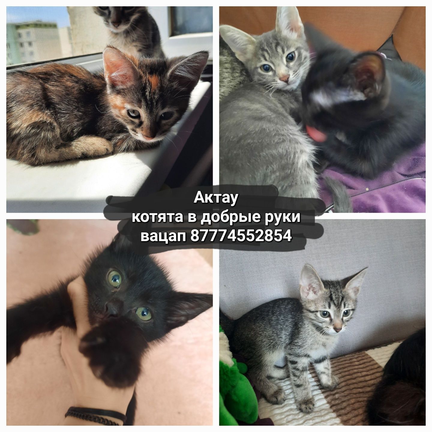 Котята в ответственные руки