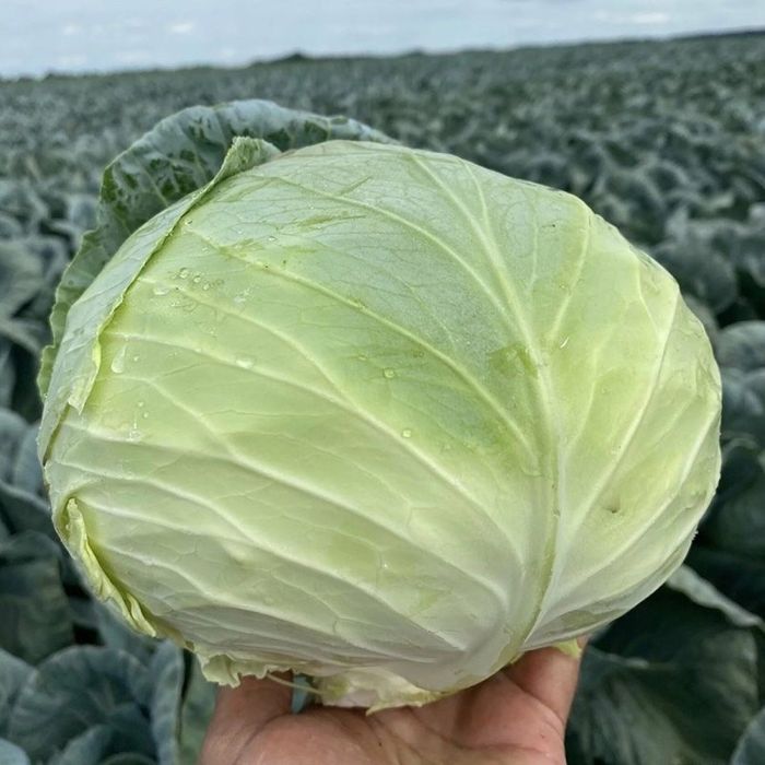 Зеле сорт Марлу.