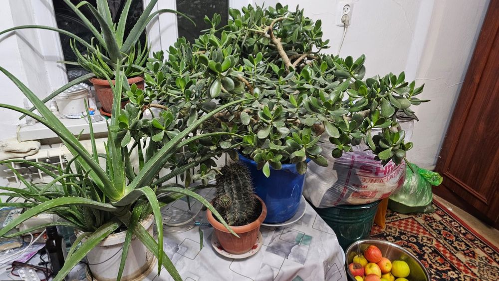 Денежное дерево продам