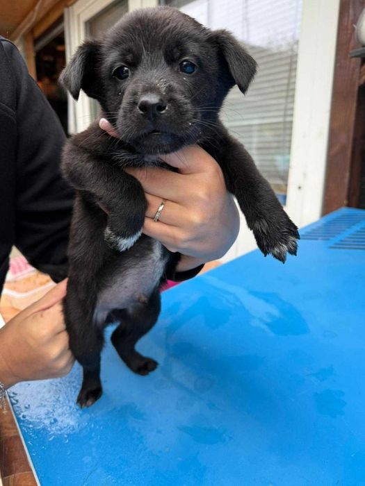 Catelusi pentru adoptie