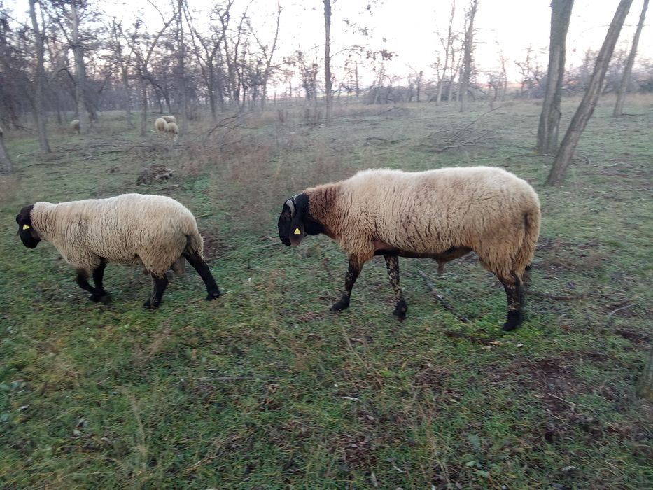 Vând berbeci 2 ani jumătate