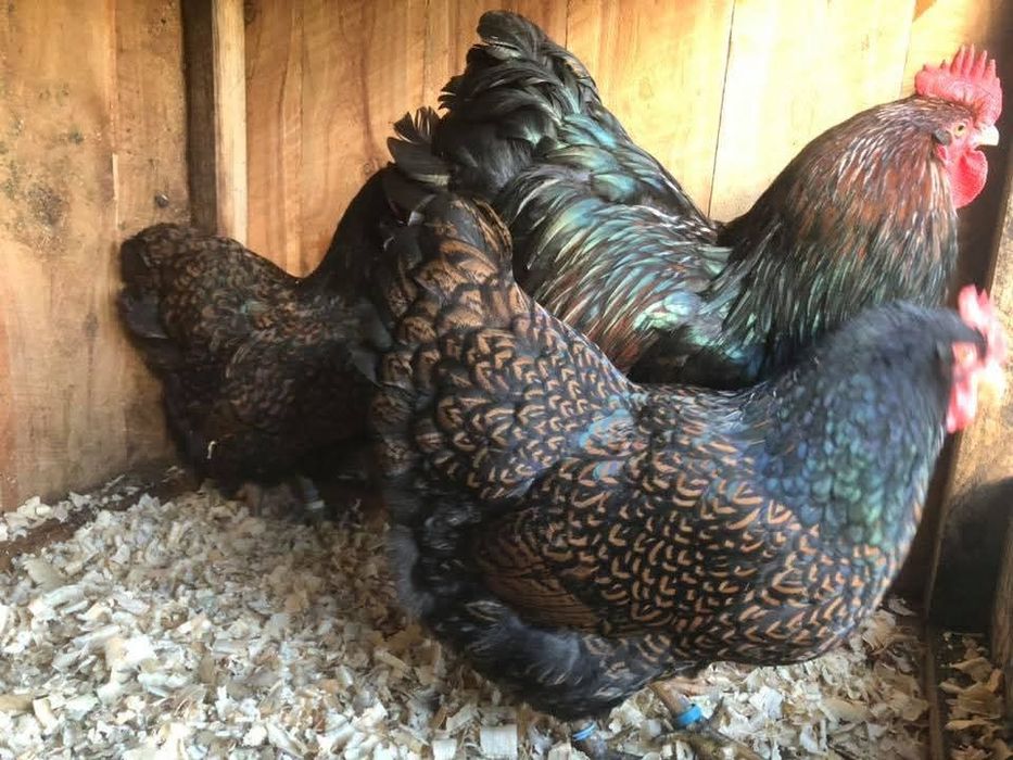 Инкубационное яйцо барневельдер золото