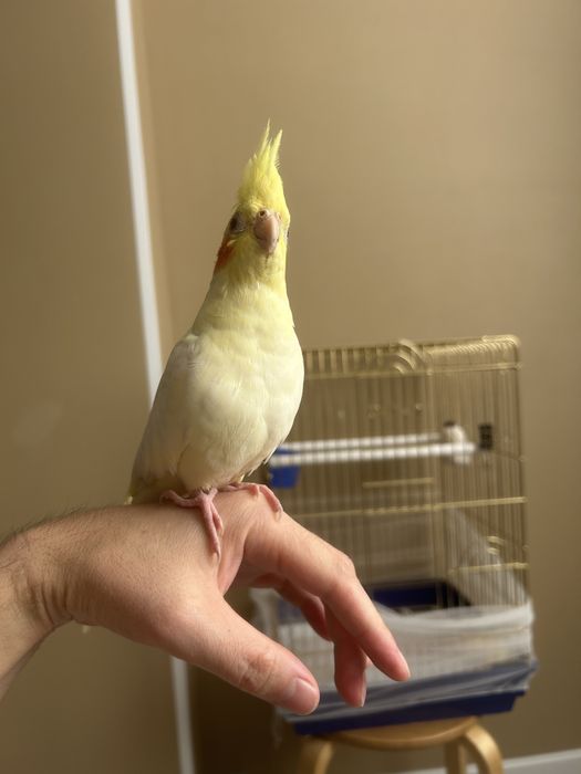 Попугай Корелла Лютино