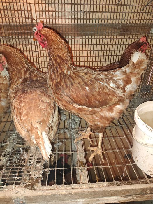 Vând puicuțe roși Ouătoare