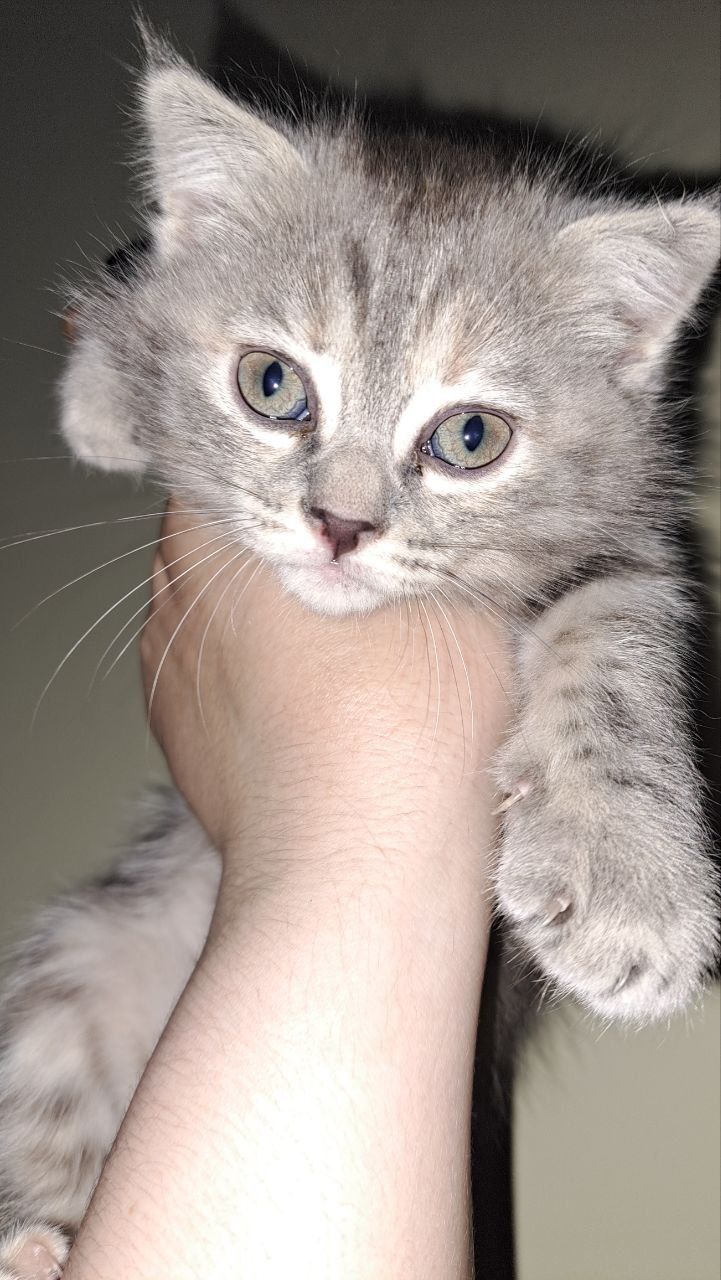 Scottish Straight sariq rangdagisi va Scottish Fold seriey rangdagisi
