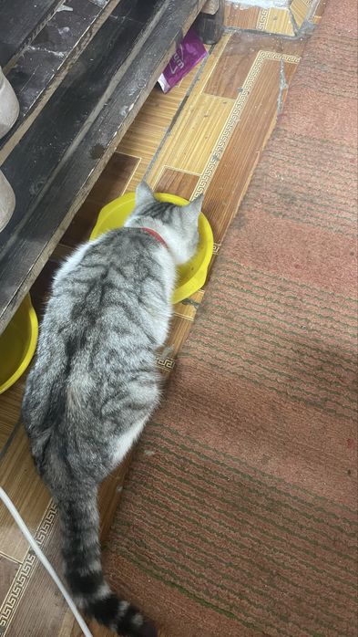 К лотку приучен люит игратся