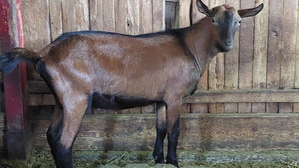 Tap alpin francez rasa pura ciut natural